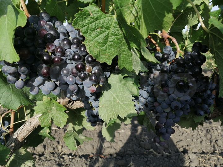 Участок 4 га (СНТ, ДНП)