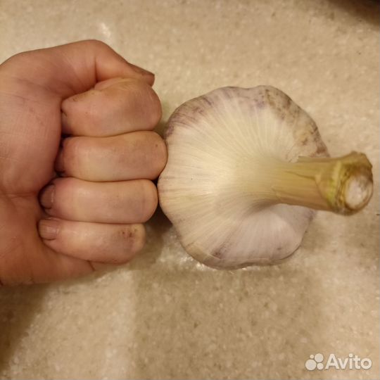 Чеснок Добрыня