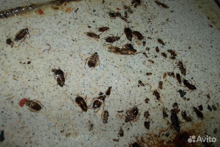 Уничтожение тараканов клопов плесени дезинсекция