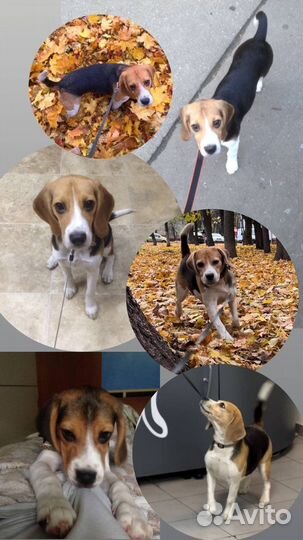 Бигль Собака в добрые руки