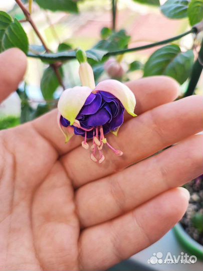 Сортовая Фуксия