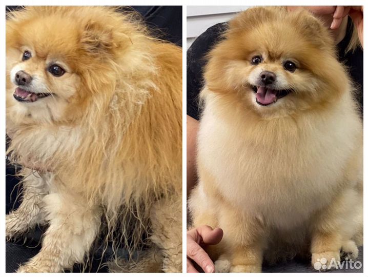 Груминг(стрижка собак и кошек)