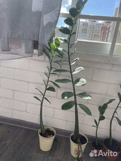 Замиокулькас долларовое дерево