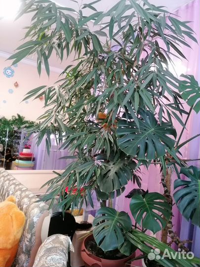 Цветы большие для офиса или дома