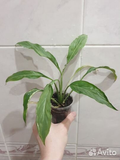 Спатифиллумы