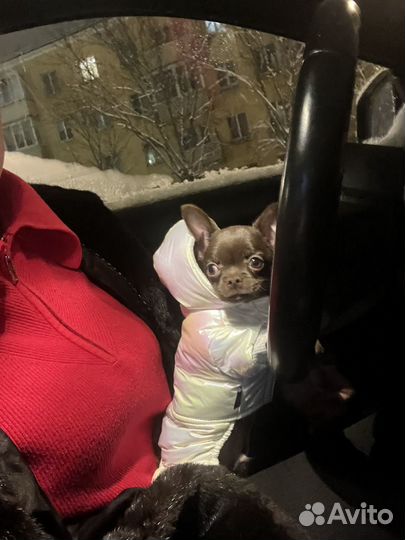 Комбинезон теплый раз xs на мальчика чихуахуа