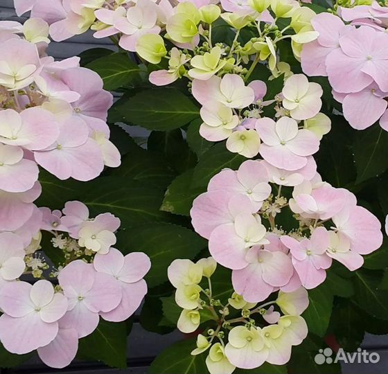 Гортензия Френч Болеро