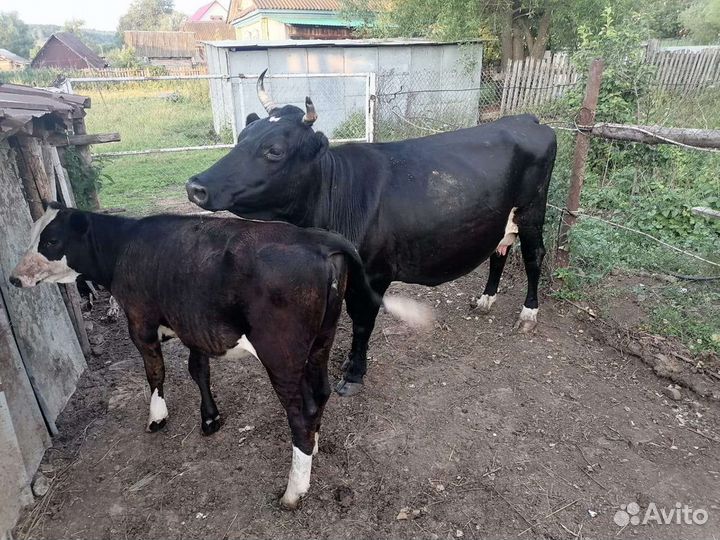 Корова с теленком