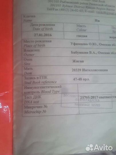 Жеребец орловский рысак