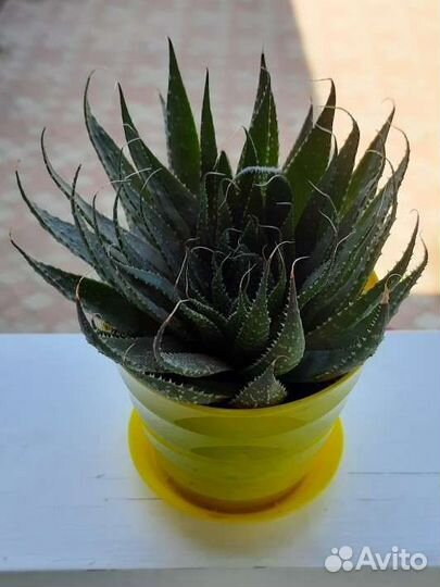 Алоэ остистое