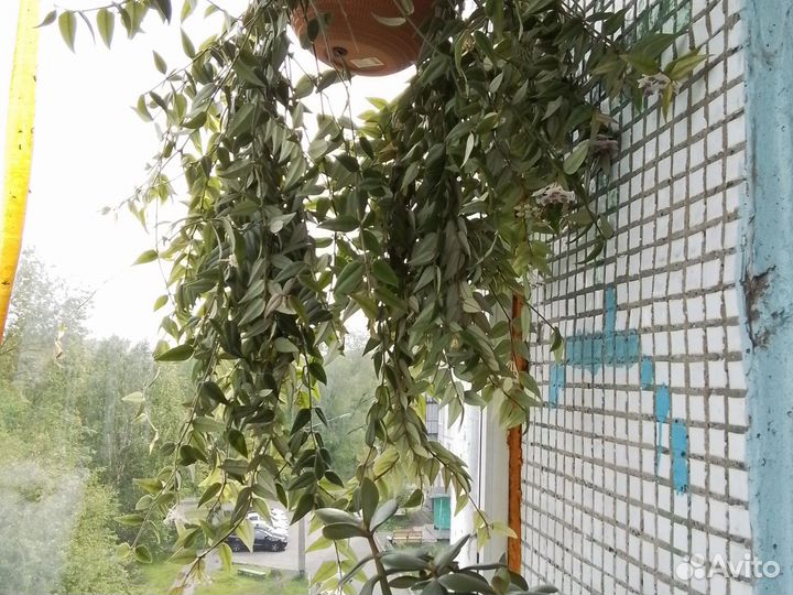 Хойя
