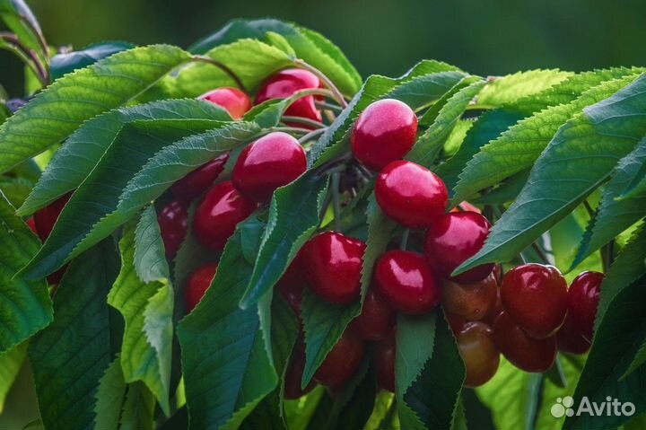 Готовый черешневый сад. Краснодарский край