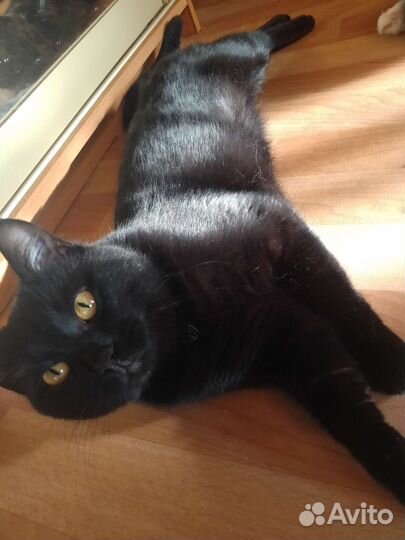 Британский котик