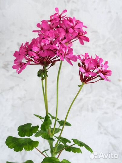 Пеларгония Танец мотыльков