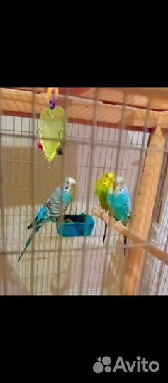 Волнистый попугай с клеткой