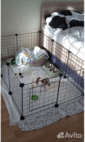 Клетка вольер для щенка/котенка (Новый)