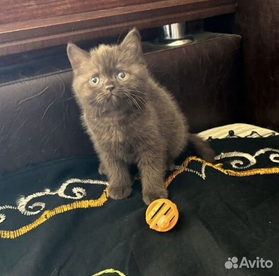 Британская шоу-класса