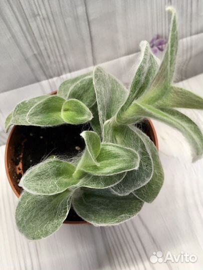 Традесканция силламонтана