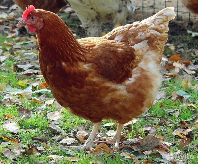 Куры молодые несушки