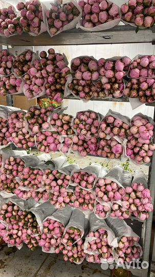 Пионы импортные оптом и в розницу