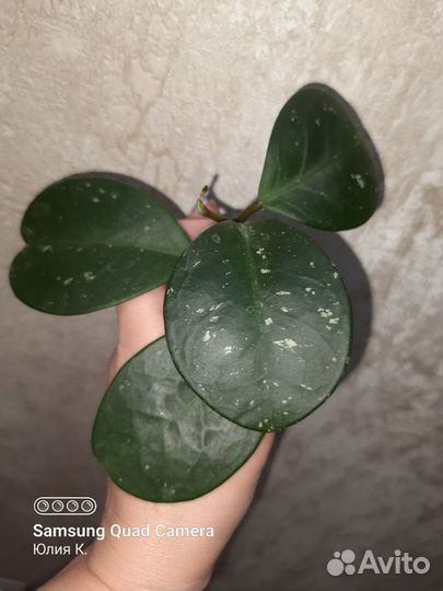 Хойя