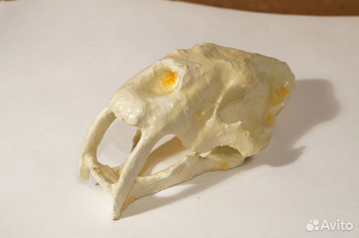 Череп саблезубого тигра, пластик