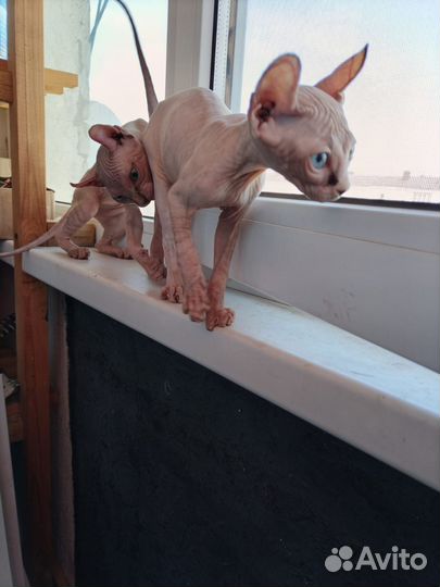 Канадский сфинкс эльф котенок