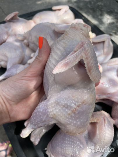 Перепела, перепелиные яйца