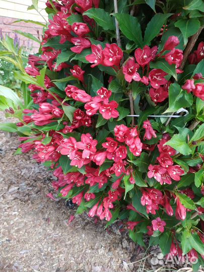 Кустарники для сада