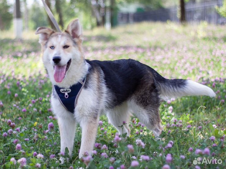 Метис Хаски