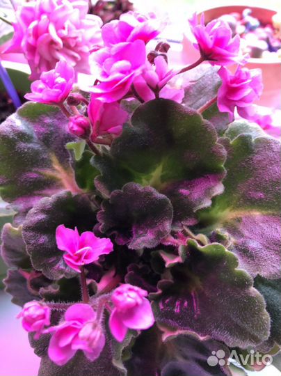 Фиалка сортовая детки