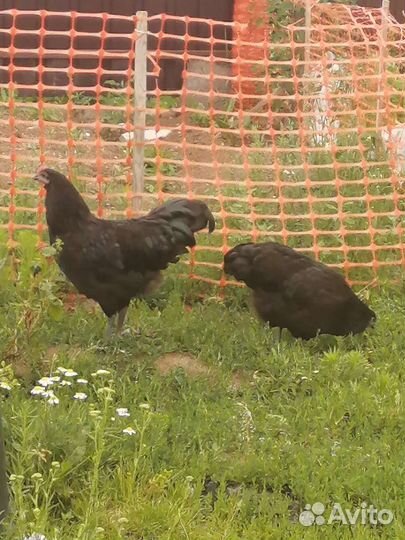 Куры молодки