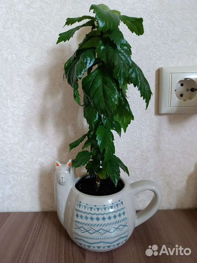 Гибискус и бегония бархатная, красные, уже цвели