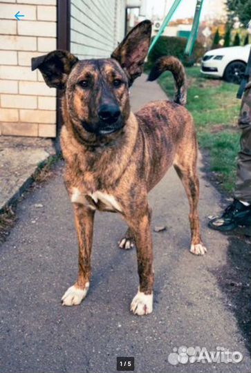 Собака в добрые руки