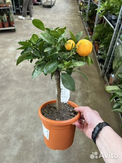 Цитрофортунелла Каламондин Цитрус