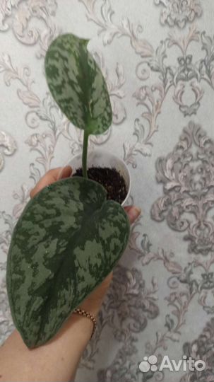 Сциндапсус