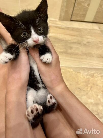 Котенок девочка Бэтмэн