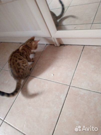 Бенгальский котёнок девочка