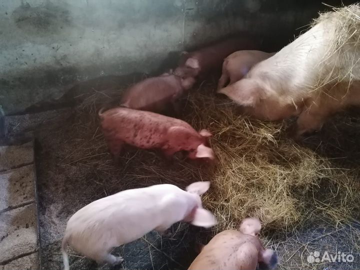 Поросяточки