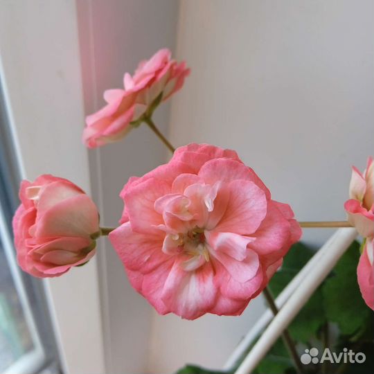 Сортовые пеларгонии