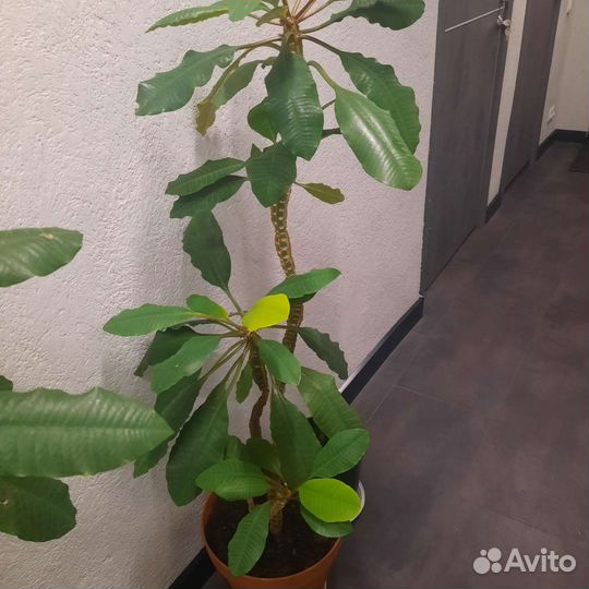 Молочай большой беложильчатый