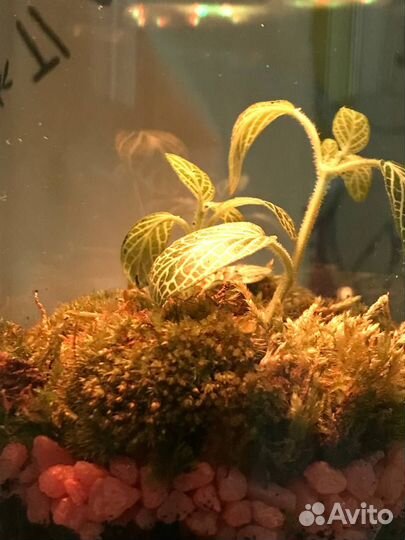 Флорариум с подсветкой