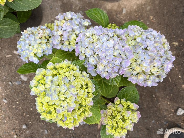 Розы, рассада однолетних цветов