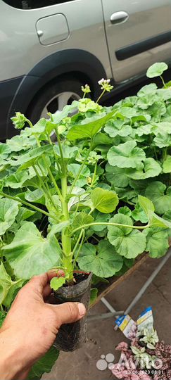 Пелоргония. Герань