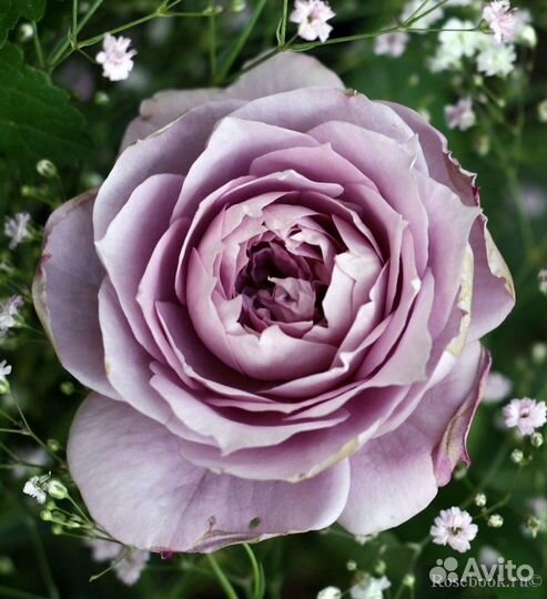 Роза Новалис