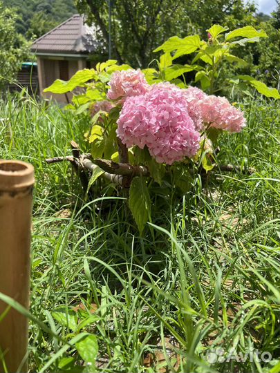 Гортензия куст 40см много цветов