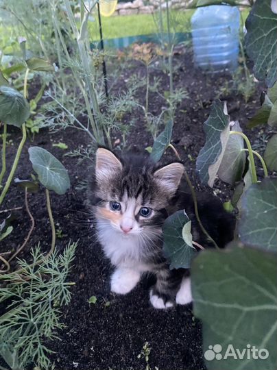 Кошечка 1 месяц