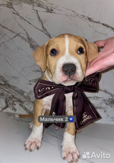 Стаффордширский терьер