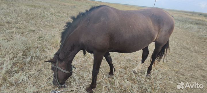 Кобыла с жеребенком