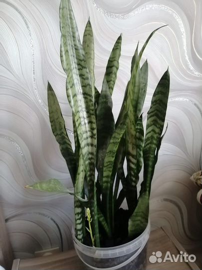 Сансевиерия